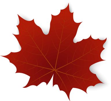 Red maple leaf on a white background