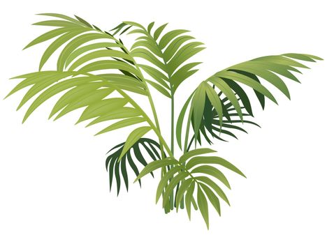 Fern Plant - Colored Illustration, Vector