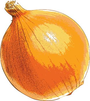 photorealistic, vector, traced illustration of onion
