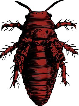 bug  on white background, vector illustration