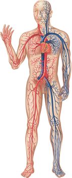 Circulation Of Blood - Colored Illustration, Vector