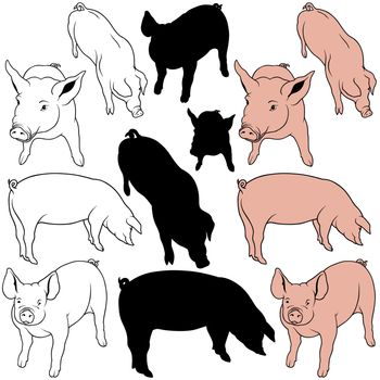 Pig Collection As Illustration, Vector