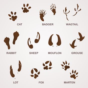 Foot paw and animal footprints in brown on white background