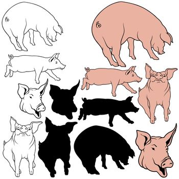 Pig Collection - Animal Illustrations, Vector