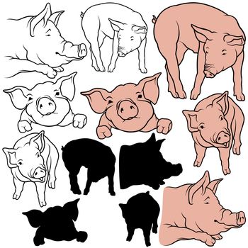 Pig Collection - Colored Illustrations, Vector