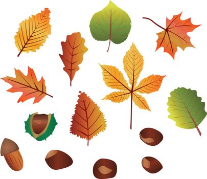 Vector illustration of autumn leaves, chestnuts and acorn on white background