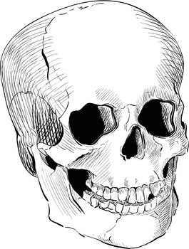 Vintage engraved human skull. Drawn with illustrator's brushes.