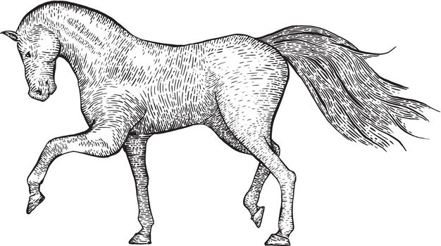 Engraved vintage horse is hand drawn and live traced. Fills and outlines are separate groups, colors can be changed easily.