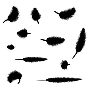 illustration with black feathers for your design