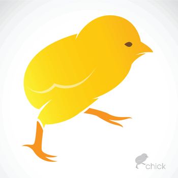 Vector image of an chick on white background