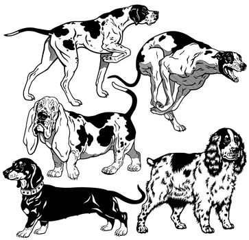 set with hunting dogs,difference breeds, black and white images