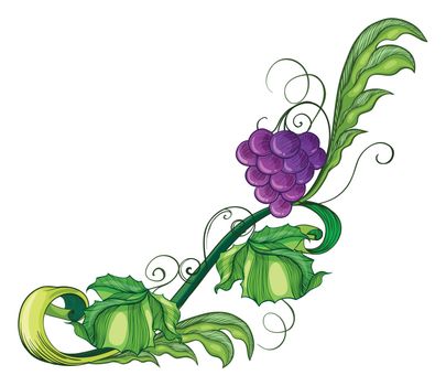 Illustration of a vine fruit on a white background