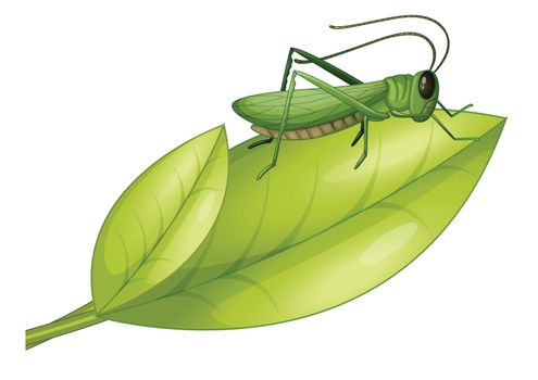 Illustration of a grasshopper on a leaf on a white background