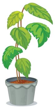 Illustration of a green tall plant in a pot on a white background