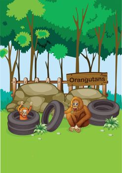 Illustration of the Orangutans at the zoo