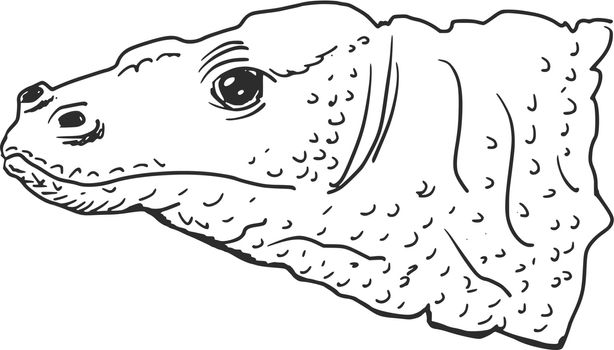 hand drawn, sketch illustration of Komodo dragon