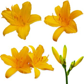 Yellow Lilies Set, Isolated On White Background, Vector Illustration