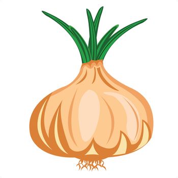 Drawing of the vegetable onion on white background 