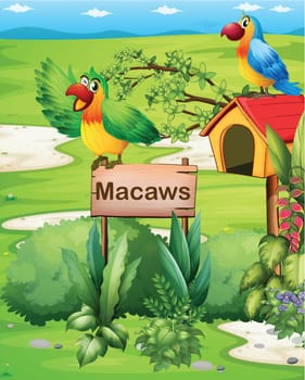 Illustration of the two colorful parrots above a signboard and a pethouse