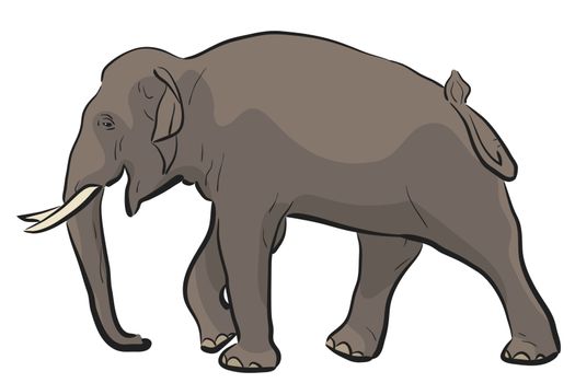 Editable vector illustration of a walking Asian elephant