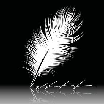 White feather pen drawing, quill, calligraphy tool.