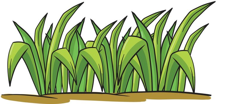 illustration of a grass on a white background