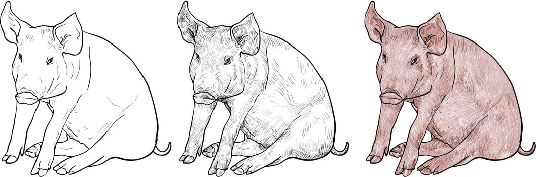 Drawing of pig on white background,vector illustration