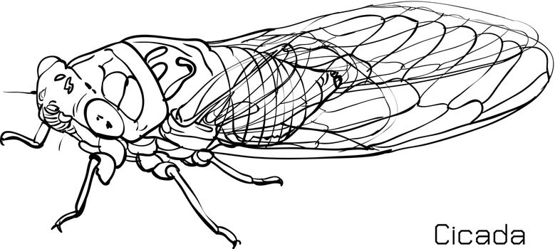Drawing of cicada on white background.vector illustration