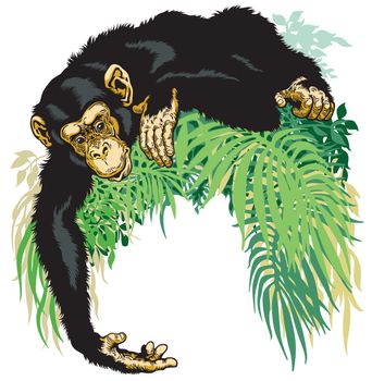 chimpanzee or chimp ape, illustration isolated on white