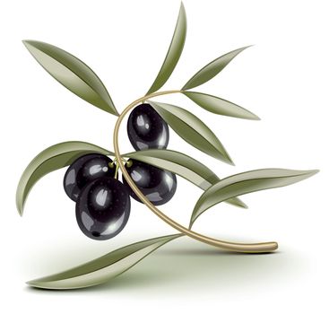 Black olives on a branch