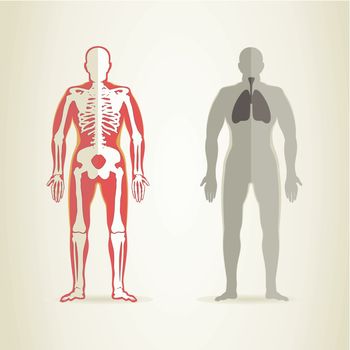 Human anatomy and skeleton. A vector illustration