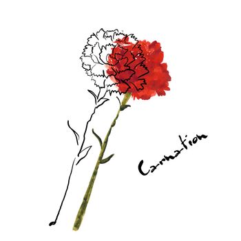 Illustration with carnation flower for your business project