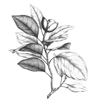 Ancient style engraving or etching of magnolia talauma