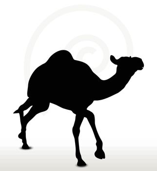 Vector Image - camel in Trotting pose  isolated on white background
