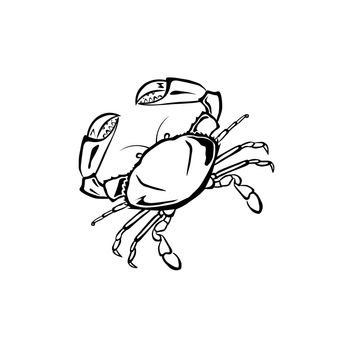 Vector illustration : Crab on a white background.