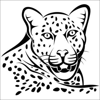 Vector illustration : Leopard on a white background.