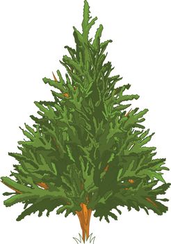 Green Pine tree for your design