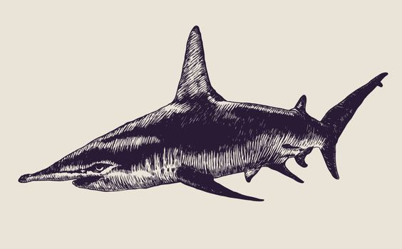 shark. engraving style. vector illustration.