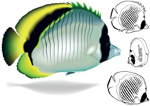 Lined Butterflyfish (Chaetodon lineolatus) - Illustration Set, Vector