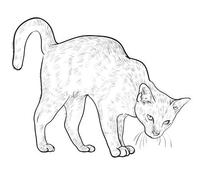 Drawing of threaten cat on white background