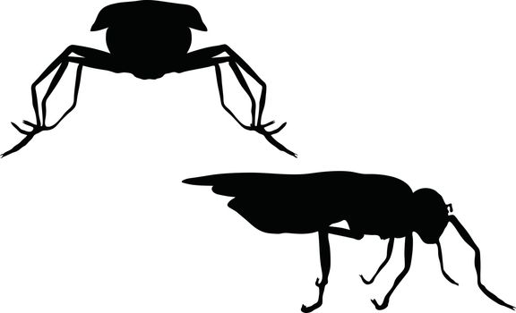 Vector Image - bug fly silhouette isolated on white background
