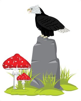 Eagle on stone and mushrooms fly agarics on white background