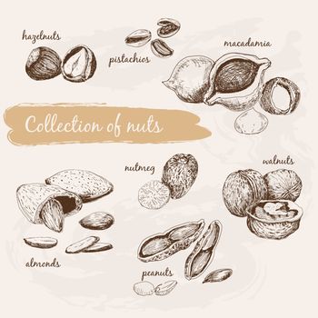 Collection of nuts. Hand drawn graphic illustrations