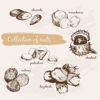 Collection of nuts. Hand drawn graphic illustrations
