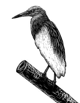 EPS8 editable vector sketch of a pondheron in scratchboard style