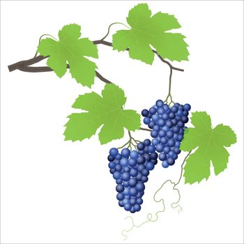 Isolated blue grape and green curly vine.