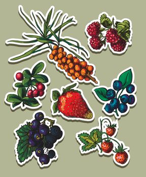 Vector illustration drawing of organic berries set