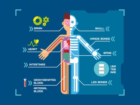 Human Body Anatomy Infographic Design on Blue Background concept flat vector illustration.
