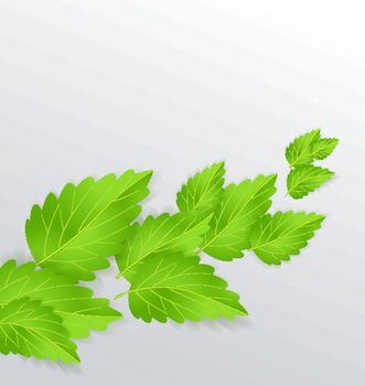 Background with green mint leaves Vector Illustration