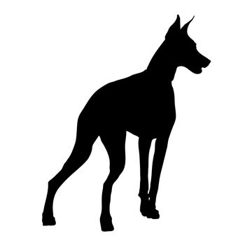 A black silhouette of a Doberman Pinscher on a white background
